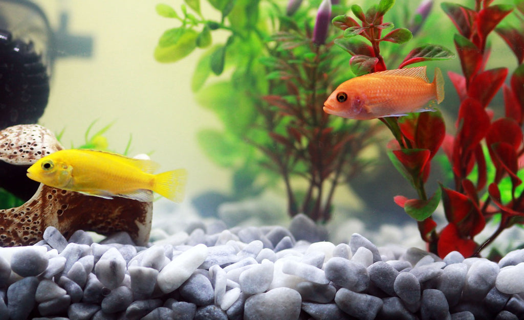 Health Benefits Of Having Pet Fish
